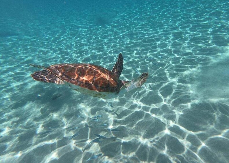 A sea turtle swimming in clear, shallow water. 5