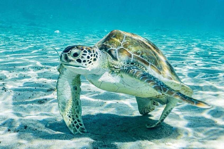 A sea turtle on a sandy ocean floor. 2