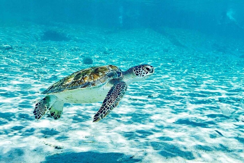 A sea turtle swimming in clear blue water. 1