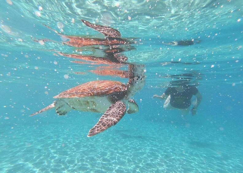 A diver swimming with sea turtles in clear blue water. 3