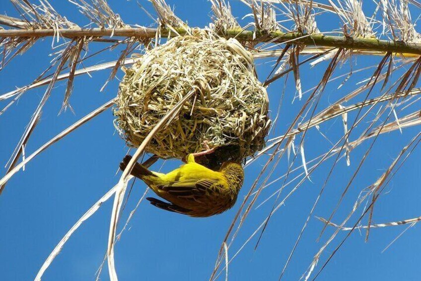 A bird nest with a yellow bird perched on a branch. 4