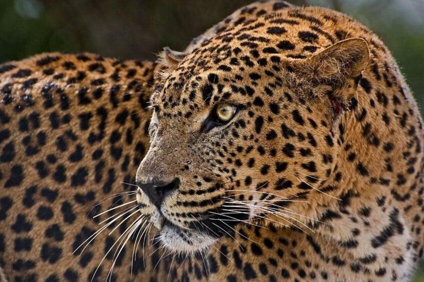 5 Day Garden Route Small Group Safari from Cape Town 2