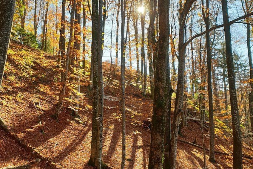 Une forêt avec de grands arbres et un sentier baigné de soleil. 4