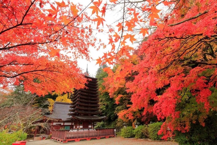 Kansai, Japan: KINTETSU Rail Pass 1 / 2 / 5-Day Standard + PLUS Version 2