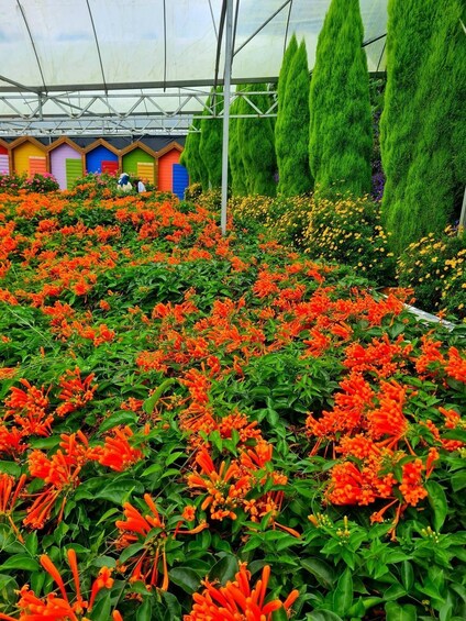 Picture 5 for Activity Penang: Cameron Highlands Day Tour 4