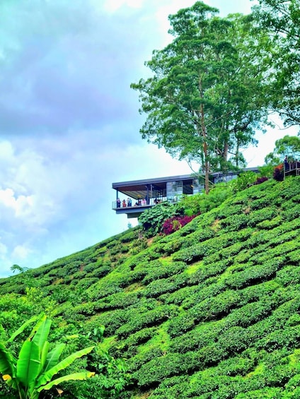 Penang: Cameron Highlands Day Tour 1