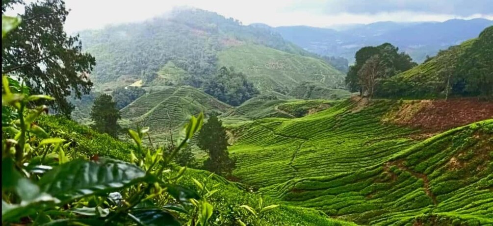 Terraced tea plantations in a hilly landscape. 3