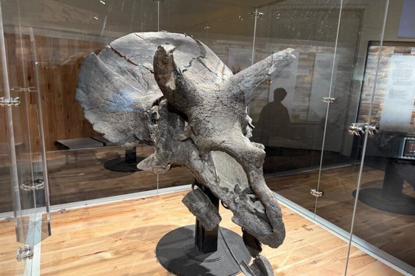 A dinosaur skull exhibit in a museum. 5