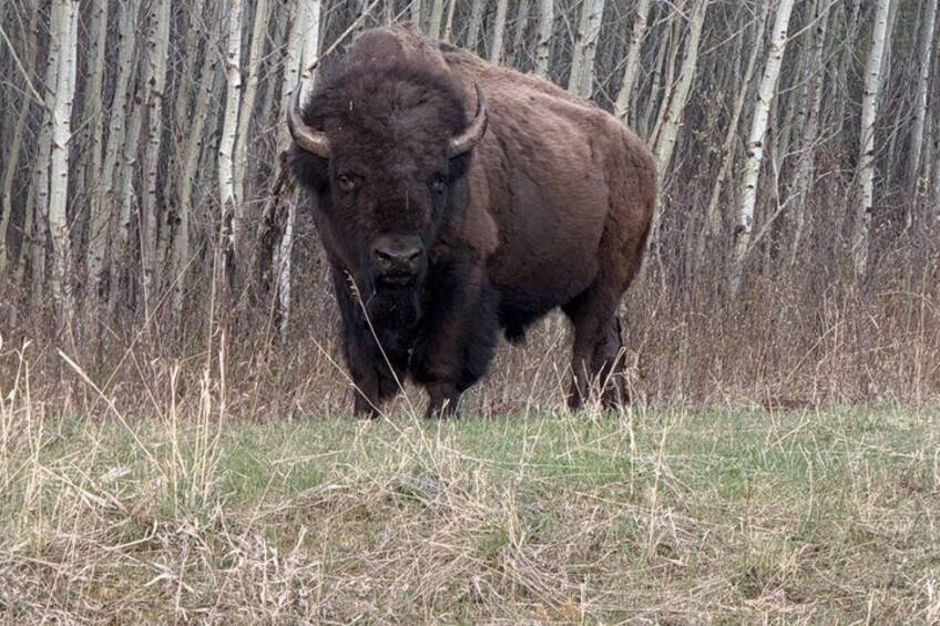 Waterton National Park Scenic Day Tour from Calgary 3