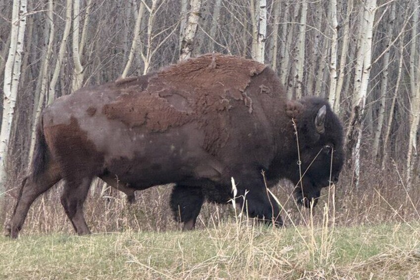 Waterton National Park Scenic Day Tour from Calgary 4