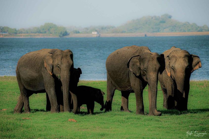A group of elephants by a lake. 5