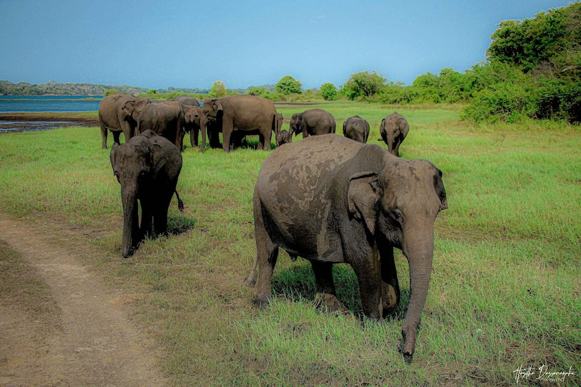 Picture 6 for Activity Sigiriya Rock Hike & Minneriya Elephant Safari Private Tour 2