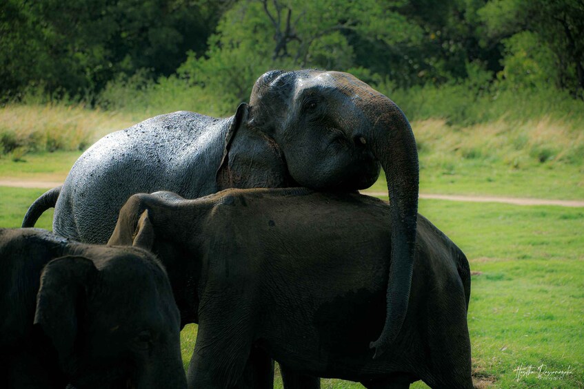 Picture 9 for Activity Sigiriya Rock Hike & Minneriya Elephant Safari Private Tour 3