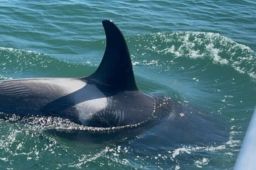 A large marine animal with a prominent dorsal fin swimming in the ocean. 5