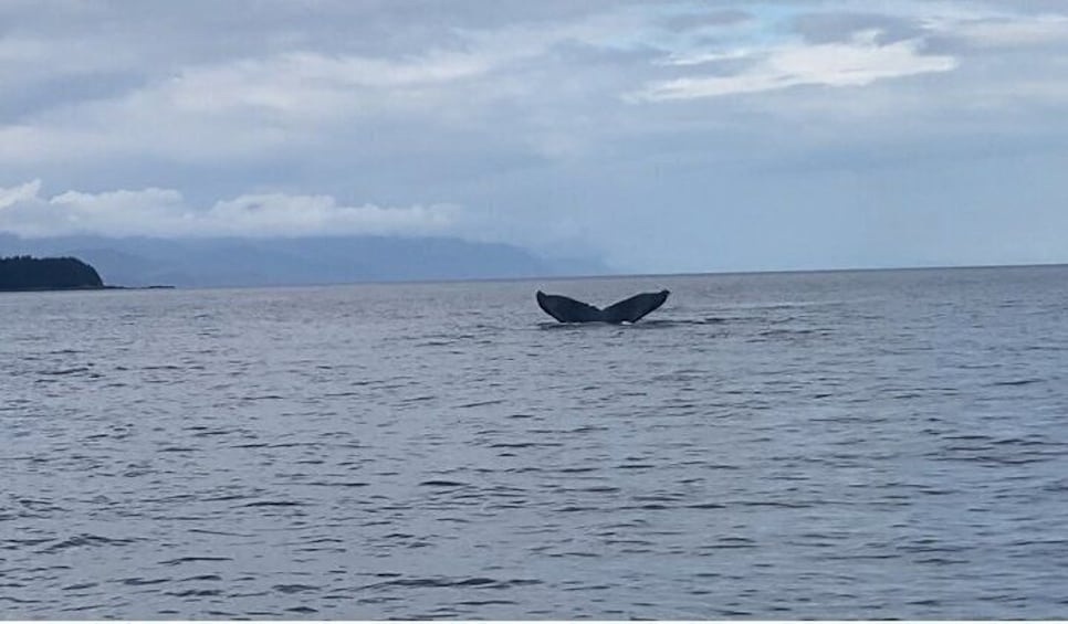 Whale Watching with a Peek at the Mendenhall Glacier 4