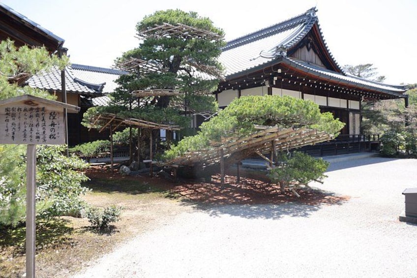 Kyoto E-Bike Tour of Palace, Castle, Temples and Hidden Gems 3