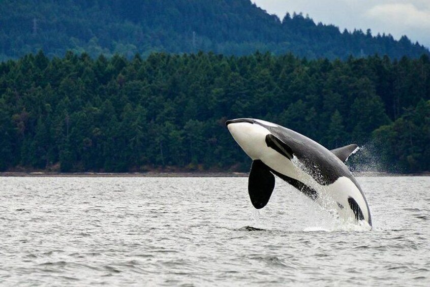 A whale leaping out of the water with a forested hill in the background. 4