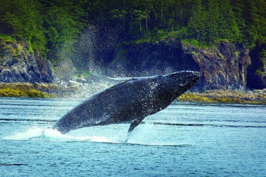 A whale breaching the water, surrounded by a forested coastline. 2