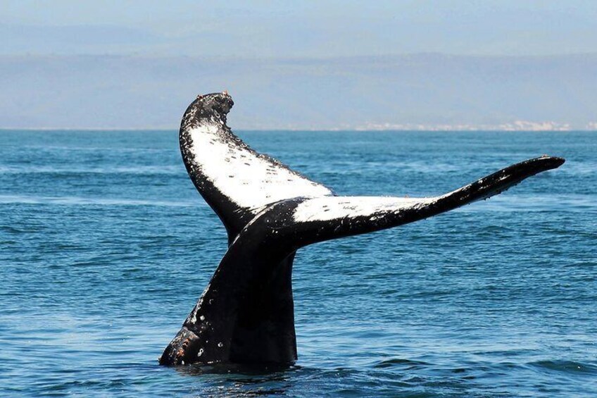 A whale's tail breaching the ocean surface. 5