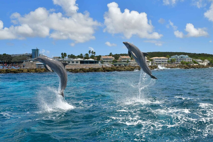 Picture 2 for Activity Willemstad: Dolphin Snorkel Experience 2