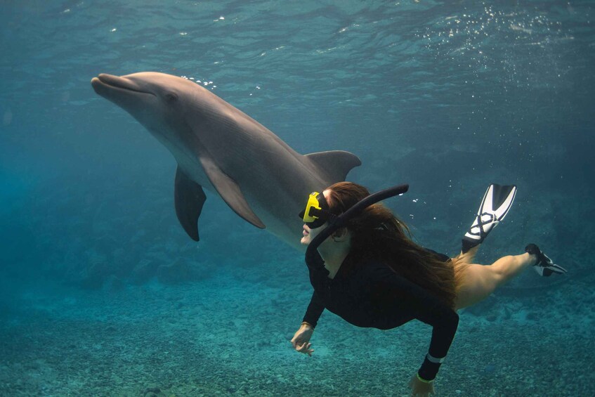 A person scuba diving with a dolphin. 1