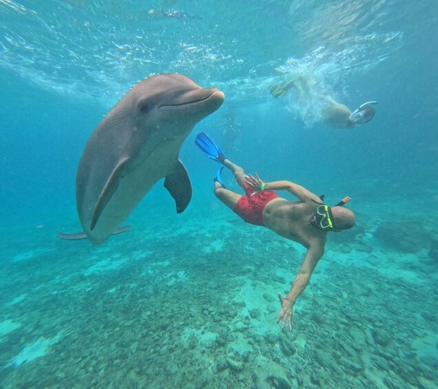 Willemstad: Dolphin Snorkel Experience 1