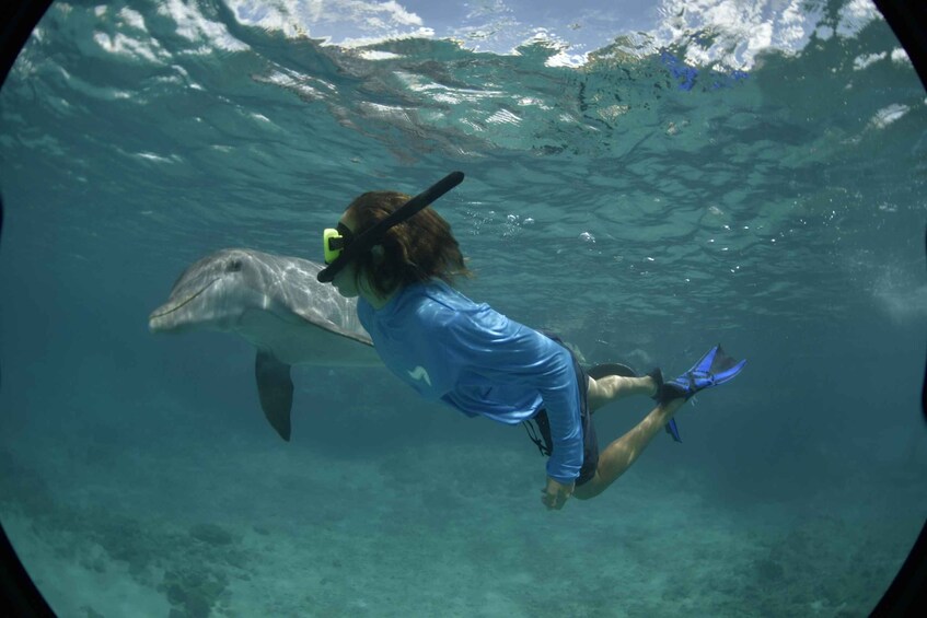 Picture 1 for Activity Willemstad: Dolphin Snorkel Experience 3