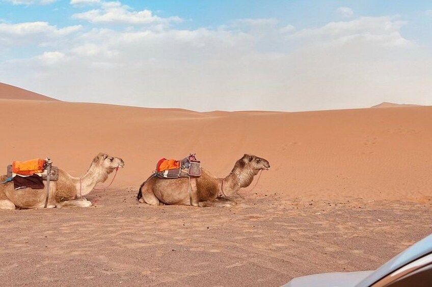 Three camels with saddles in a desert landscape. 2