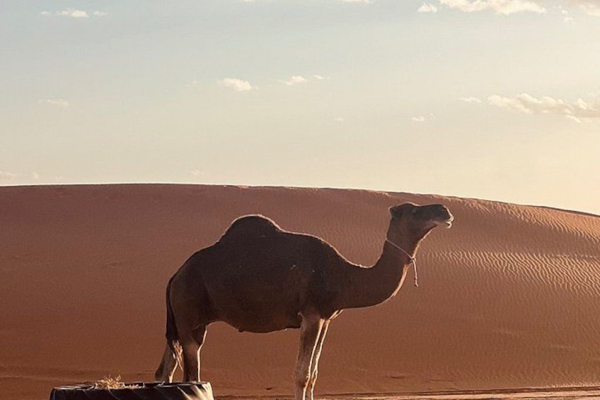A camel standing on a sand dune with a clear sky in the background. 5