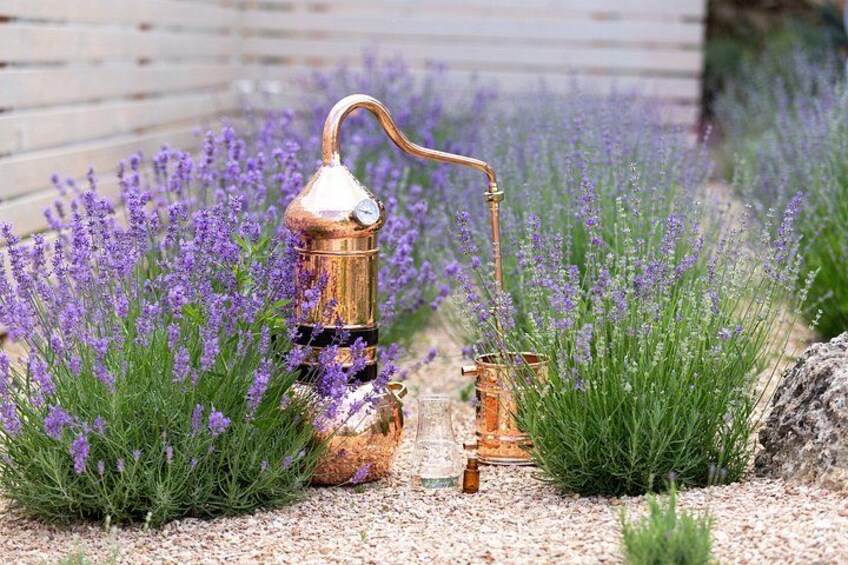 Private Shore Tour:Lavender Fields & Local Flavors from Marseille 3