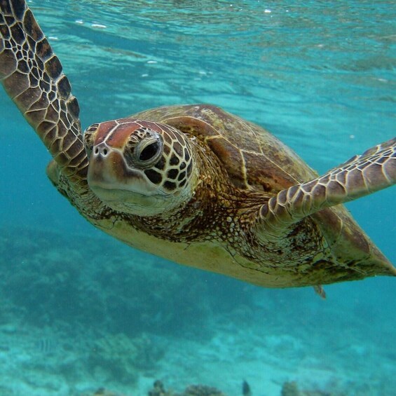 A sea turtle swimming underwater. 4