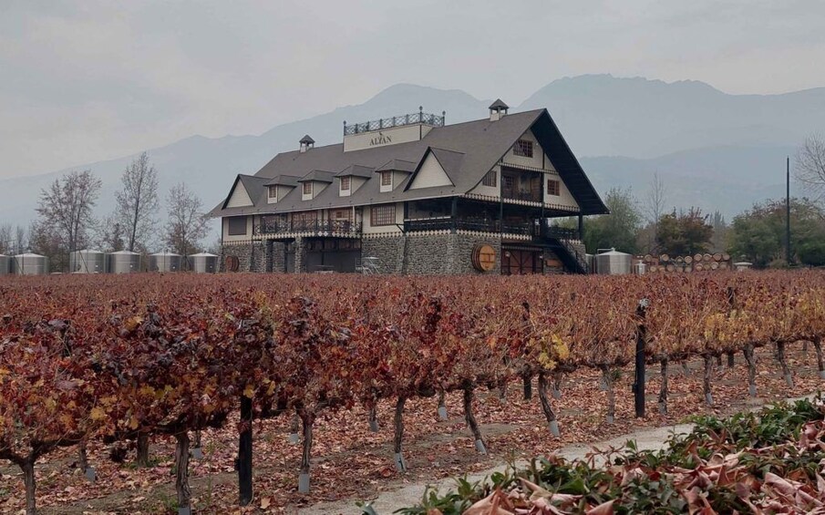 A vineyard with rows of grapevines and a building with 'ALZAN' on the roof. 5