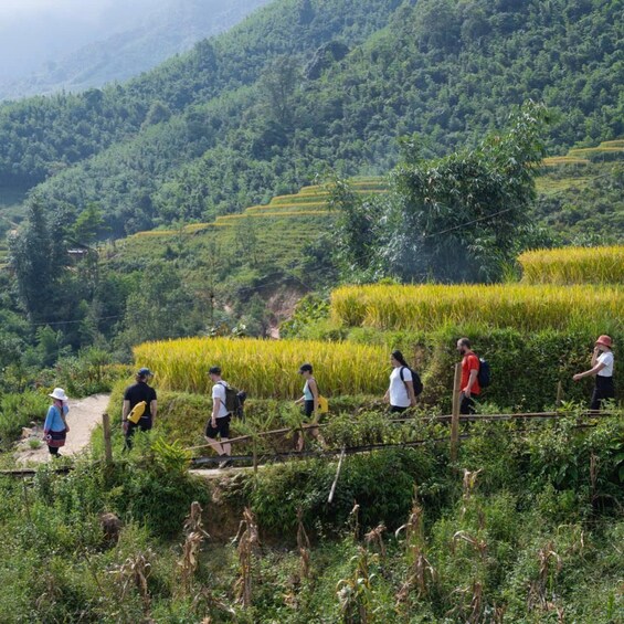A group of people walking along a path through terraced rice fields with lush greenery and hills in the background. 3