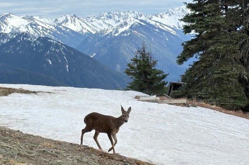 A deer in a snowy landscape with mountains in the background. 2