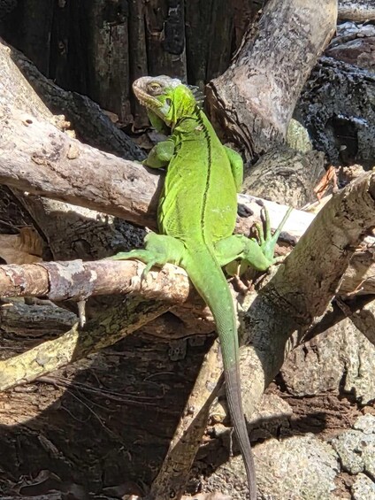 A green iguana on a branch surrounded by rocks and logs. 3
