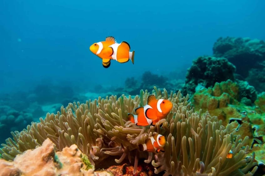Two clownfish swimming near an anemone in a coral reef. 2