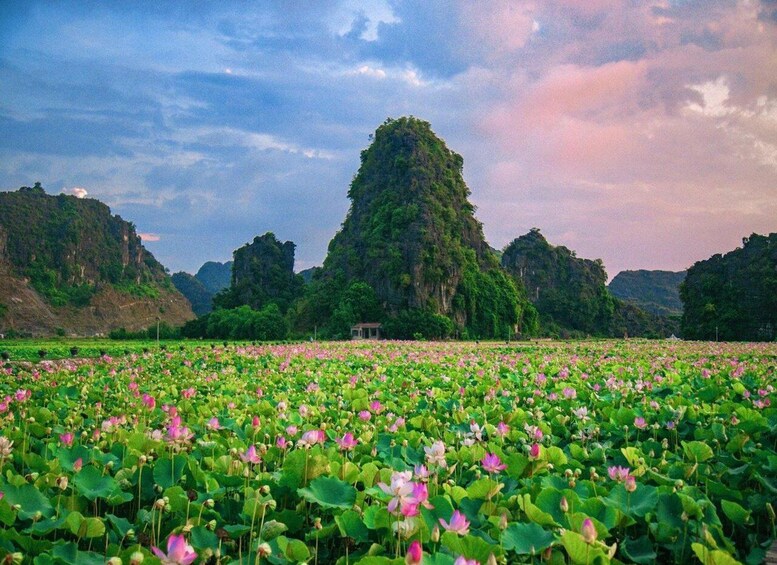 A lotus pond with pink flowers and green leaves, surrounded by forested hills under a cloudy sky. 4