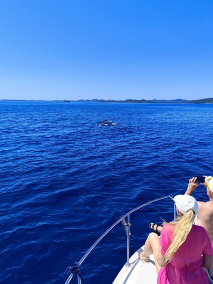 Picture 12 for Activity Zadar: Dolphin Watching, Swimming, Private Tour 2