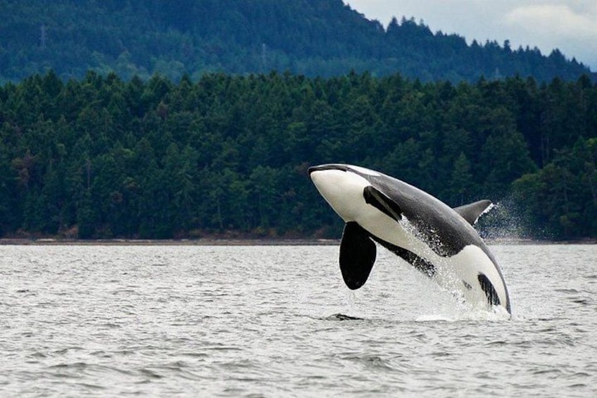 Juneau Whale Watching and Salmon Bake 4