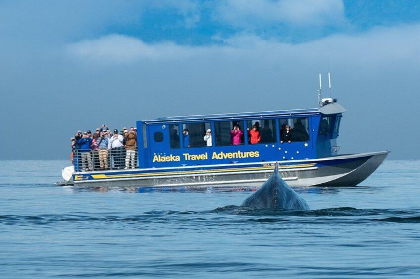 Juneau Whale Watching and Salmon Bake 3