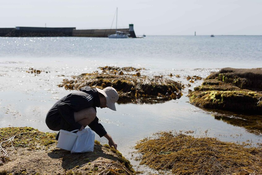 A person collecting seaweed on a rocky shore with a calm sea and a distant ship in the background. 1