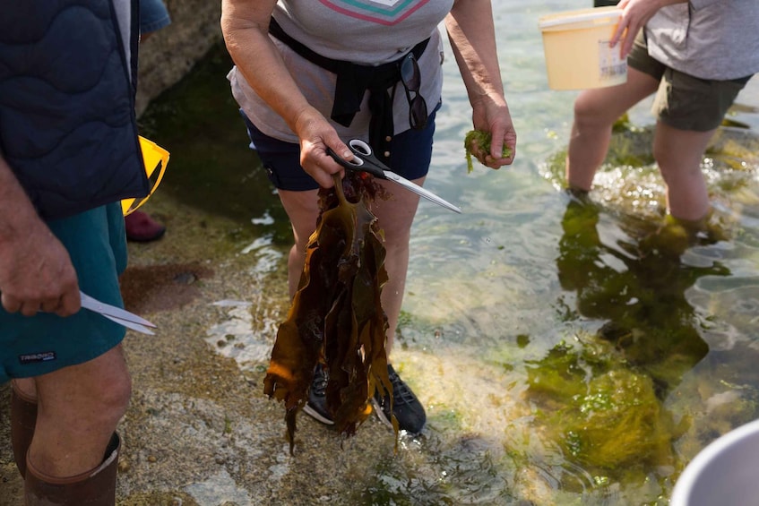 Picture 10 for Activity The World of Edible Seaweed – Coastal Hike & Seaweed Safari in Le Guilvinec 2