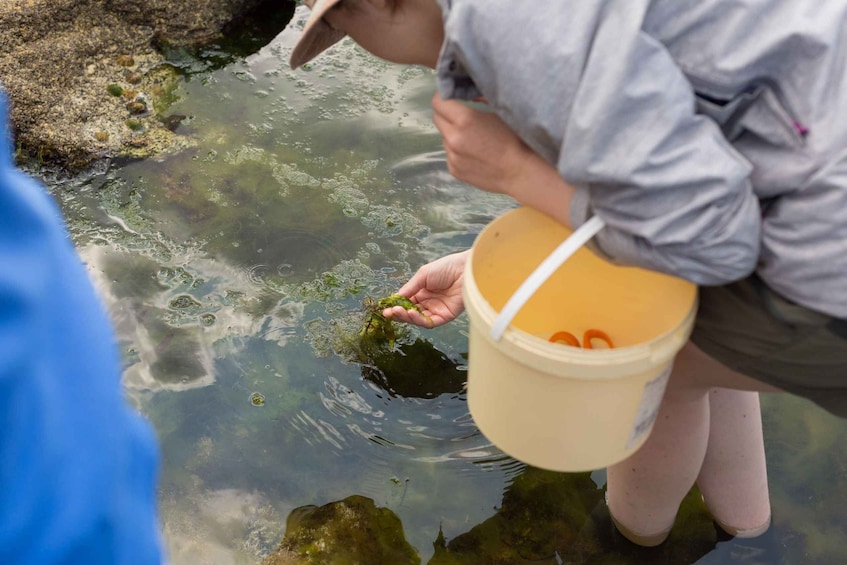 A person holding a bucket with a yellow lid, standing by a body of water with visible algae. 5