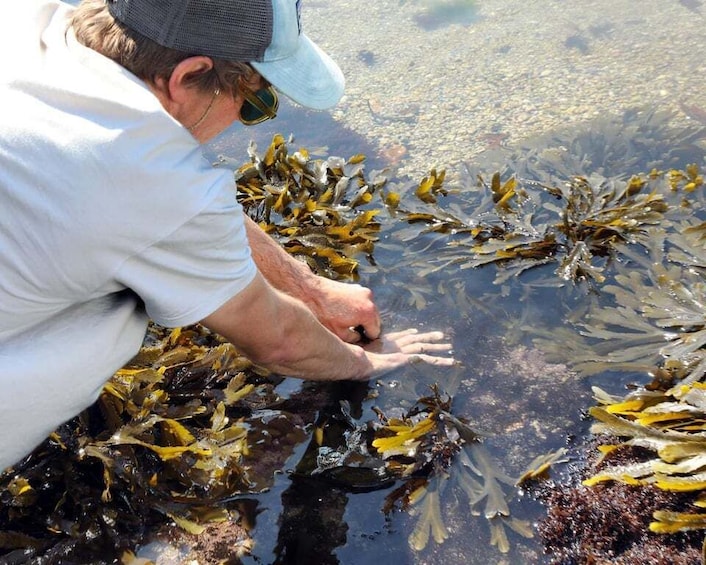 The World of Edible Seaweed – Coastal Hike & Seaweed Safari in Le Guilvinec 1