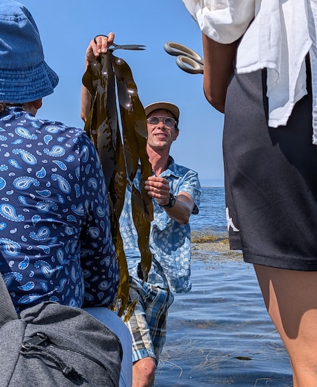 The World of Edible Seaweed – Coastal Hike & Seaweed Safari in Le Guilvinec 1