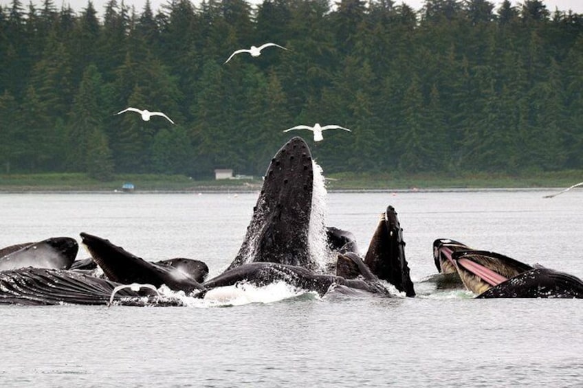 A group of orcas breaching in the water with a forested shoreline in the background. 3