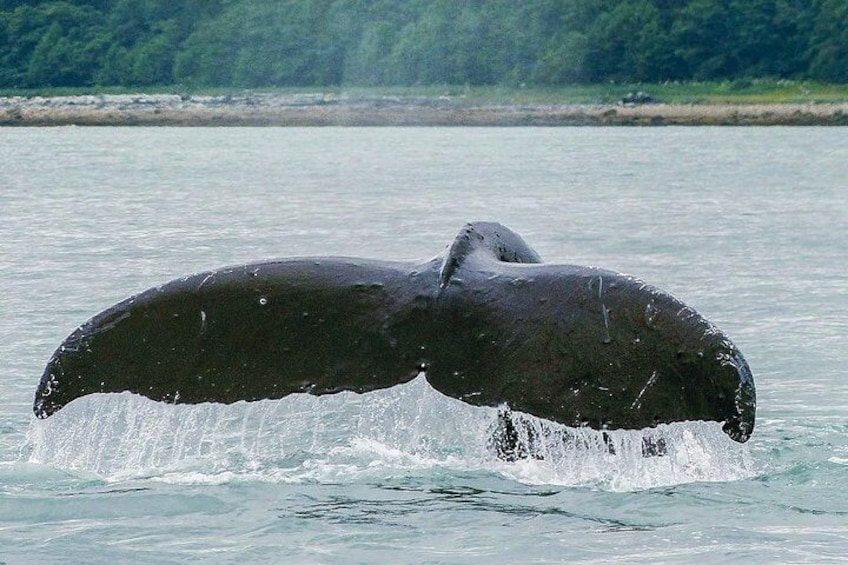 A whale breaching with its tail flukes above water. 2