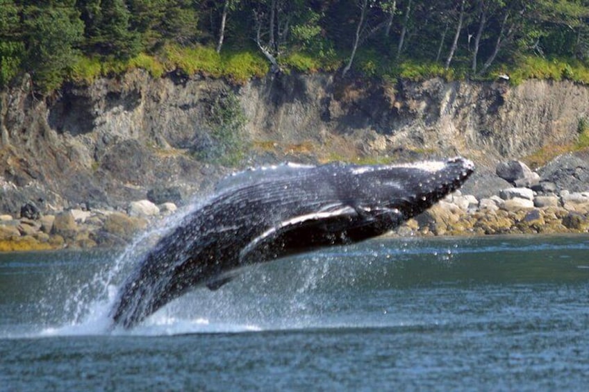 A whale breaching the water, a rocky shoreline, and dense forest in the background. 5