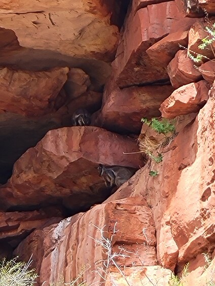 A kangaroo in a rocky crevice. 3