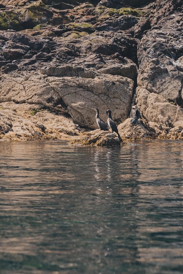 Three birds on rocks by a body of water. 5
